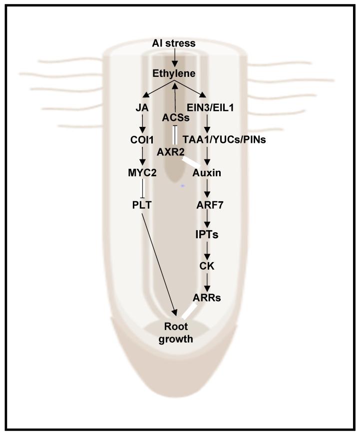 https://cdn.ncbi.nlm.nih.gov/pmc/blobs/5415/8747122/b19cce3bf49c/plants-11-00033-g005.jpg