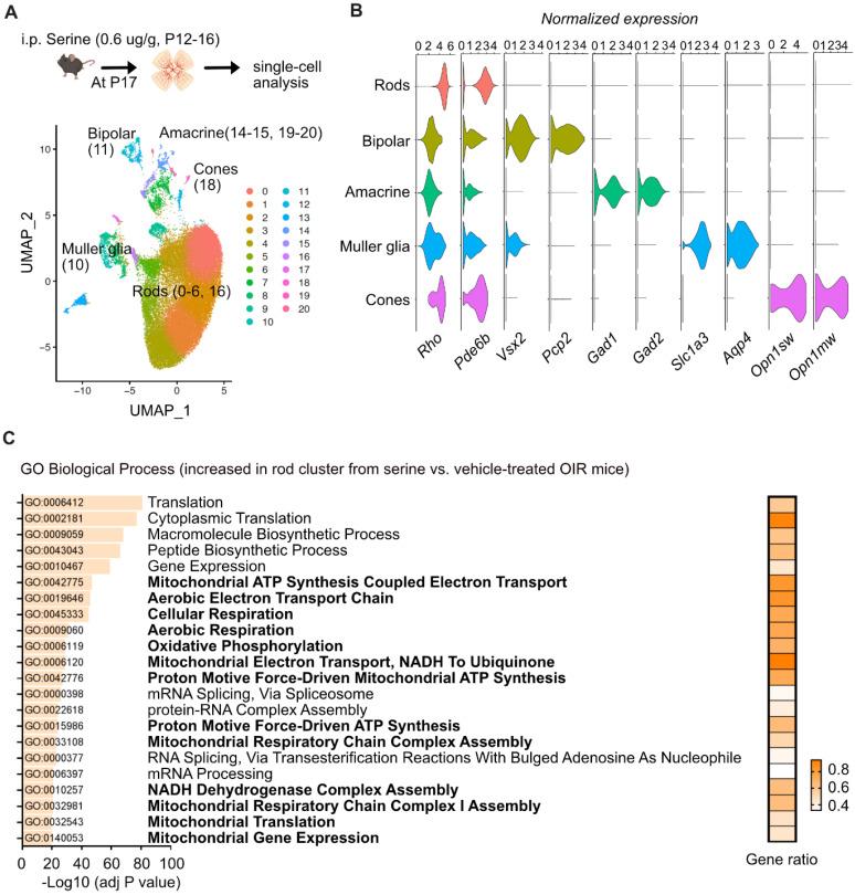 https://cdn.ncbi.nlm.nih.gov/pmc/blobs/541c/12036884/8816af7b3fde/thnov15p5087g005.jpg