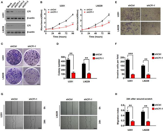 https://cdn.ncbi.nlm.nih.gov/pmc/blobs/541c/7889977/d0b7e0608506/fcell-08-615970-g0005.jpg