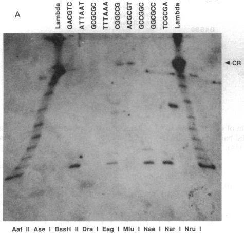https://cdn.ncbi.nlm.nih.gov/pmc/blobs/541d/298632/c8719f049f7b/pnas00291-0387-a.jpg