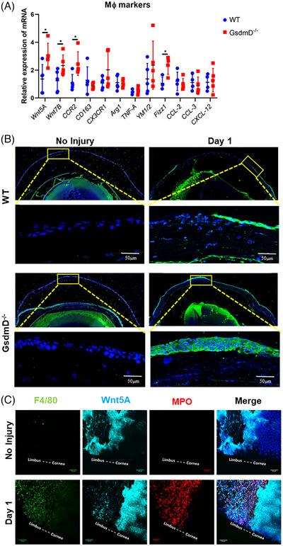 https://cdn.ncbi.nlm.nih.gov/pmc/blobs/5426/11534482/a85b2116dd74/CTM2-14-e1762-g003.jpg