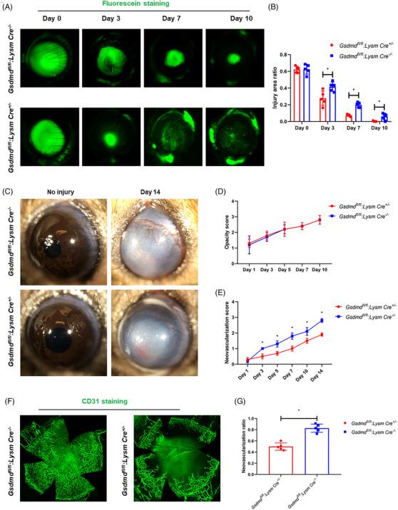 https://cdn.ncbi.nlm.nih.gov/pmc/blobs/5426/11534482/bf03ee63cb5d/CTM2-14-e1762-g008.jpg