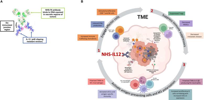 https://cdn.ncbi.nlm.nih.gov/pmc/blobs/5428/10802843/181aded23286/fonc-13-1321318-g002.jpg