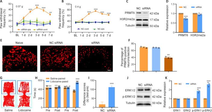 https://cdn.ncbi.nlm.nih.gov/pmc/blobs/5429/11801299/238998cf2e08/NRR-20-2682-g006.jpg