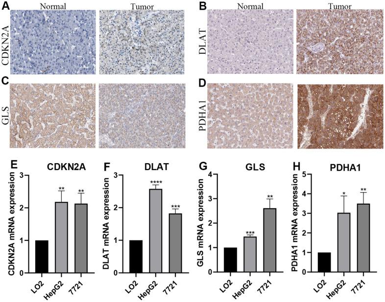 https://cdn.ncbi.nlm.nih.gov/pmc/blobs/542d/10756090/6b4a72fb4cda/aging-15-205273-g008.jpg