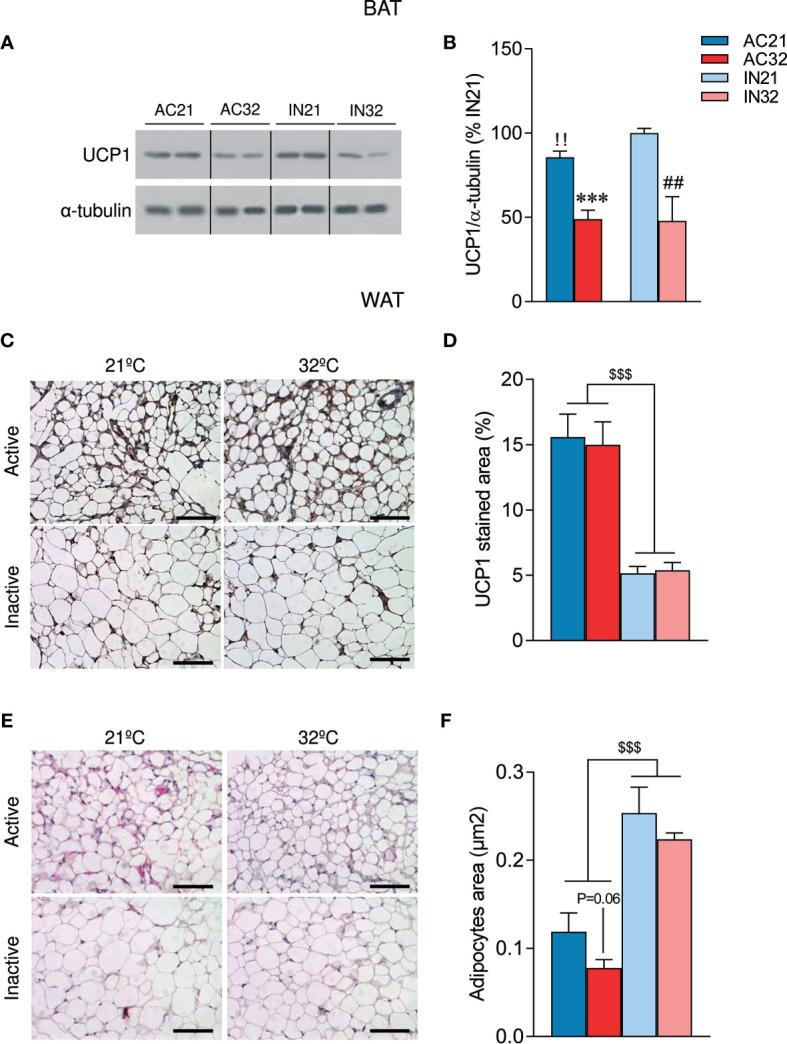 https://cdn.ncbi.nlm.nih.gov/pmc/blobs/542f/8206787/9166cf866464/fendo-12-669980-g003.jpg