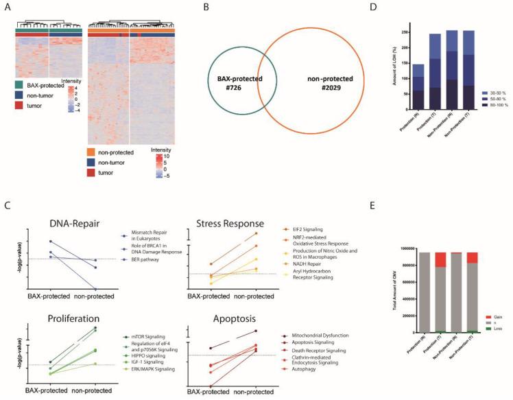 https://cdn.ncbi.nlm.nih.gov/pmc/blobs/5430/7352885/551a4d12342b/cancers-12-01437-g003.jpg