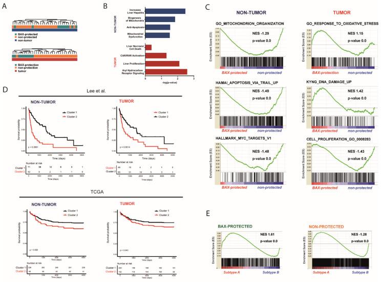 https://cdn.ncbi.nlm.nih.gov/pmc/blobs/5430/7352885/b7f8b5076394/cancers-12-01437-g002.jpg