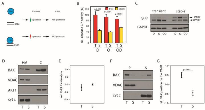 https://cdn.ncbi.nlm.nih.gov/pmc/blobs/5430/7352885/e43c2e59db4a/cancers-12-01437-g004.jpg