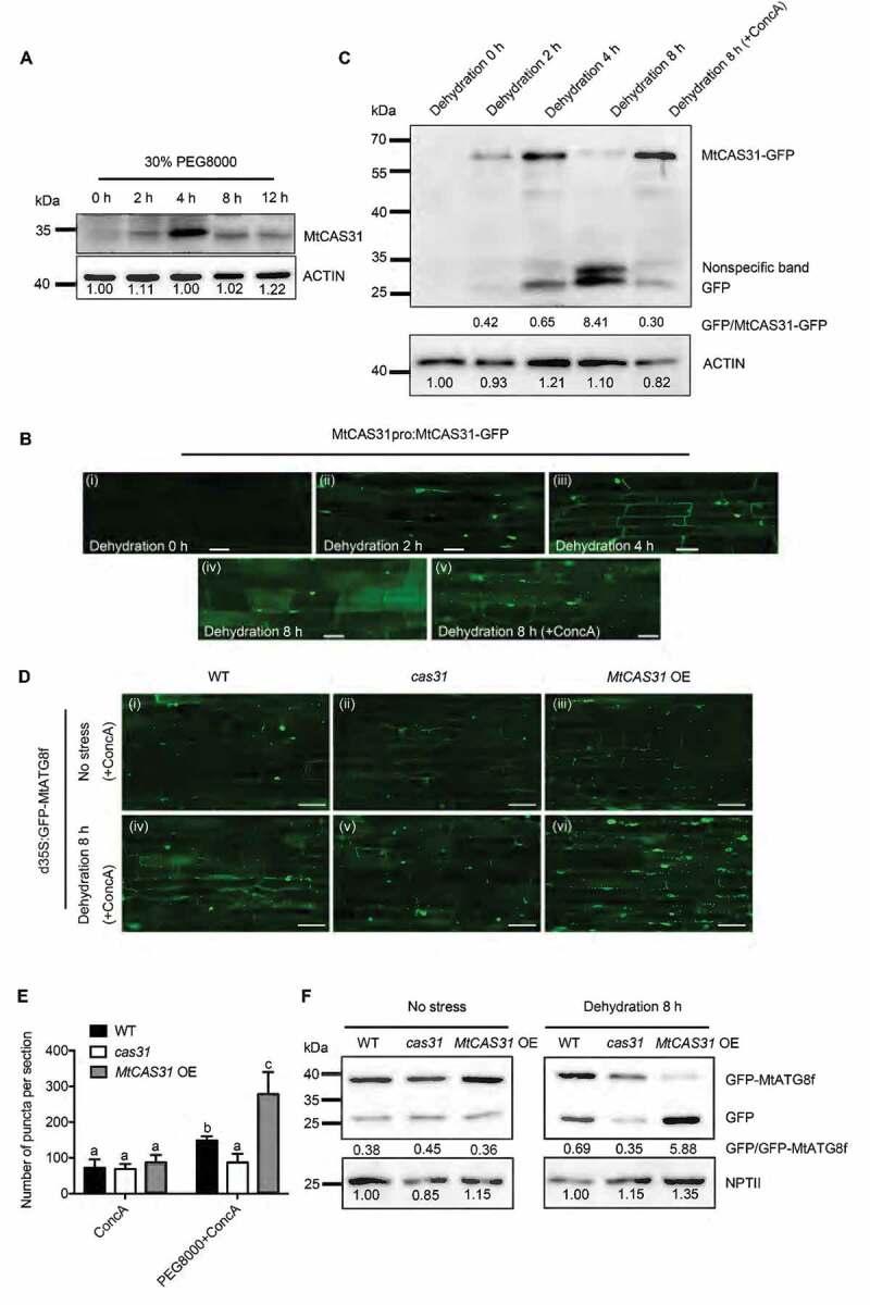 https://cdn.ncbi.nlm.nih.gov/pmc/blobs/5433/7144882/082c8cab6e39/kaup-16-05-1643656-g003.jpg
