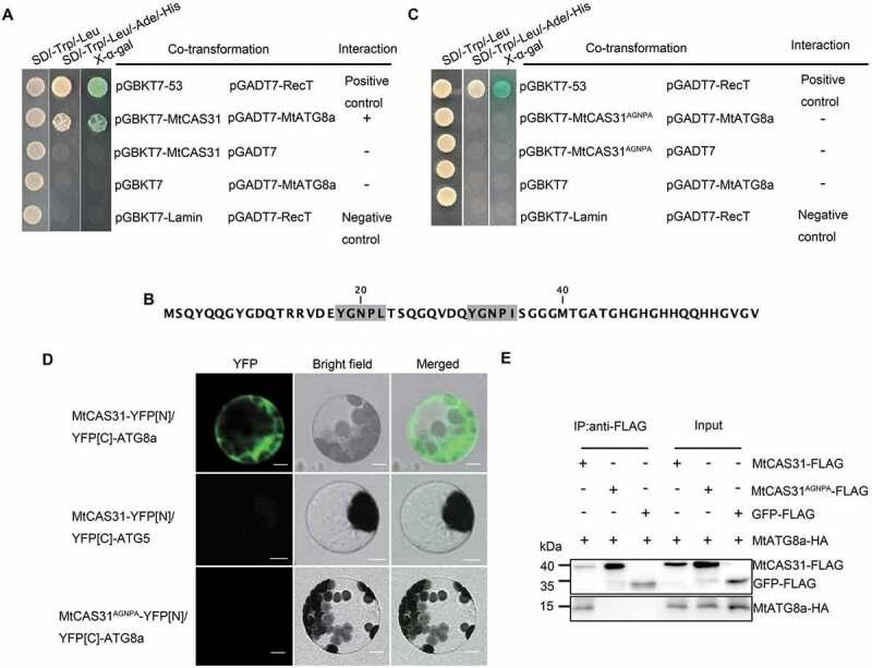 https://cdn.ncbi.nlm.nih.gov/pmc/blobs/5433/7144882/48a17e2c62dd/kaup-16-05-1643656-g004.jpg