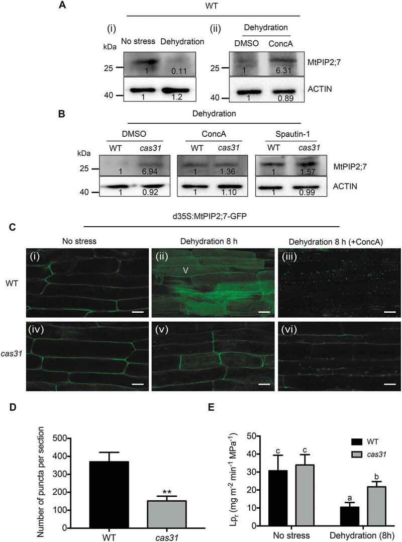 https://cdn.ncbi.nlm.nih.gov/pmc/blobs/5433/7144882/a3c68bf74c2c/kaup-16-05-1643656-g008.jpg