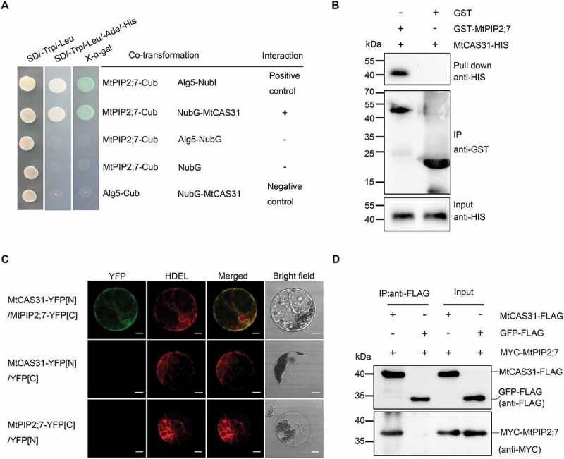 https://cdn.ncbi.nlm.nih.gov/pmc/blobs/5433/7144882/fcd01e1632ee/kaup-16-05-1643656-g005.jpg