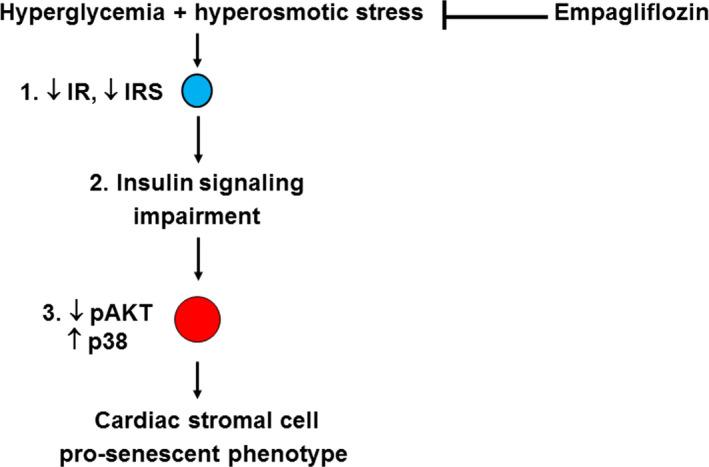 https://cdn.ncbi.nlm.nih.gov/pmc/blobs/5434/7687009/48c0df70e324/JCMM-24-12331-g006.jpg