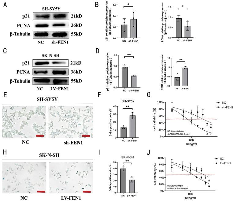 https://cdn.ncbi.nlm.nih.gov/pmc/blobs/5436/12215590/322a182ef980/OncolRes-33-60021-f007.jpg