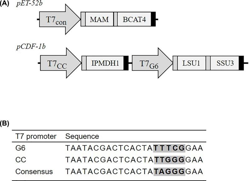 https://cdn.ncbi.nlm.nih.gov/pmc/blobs/5436/6603273/d0c5ff93422d/bsr-39-bsr20190446-g2.jpg