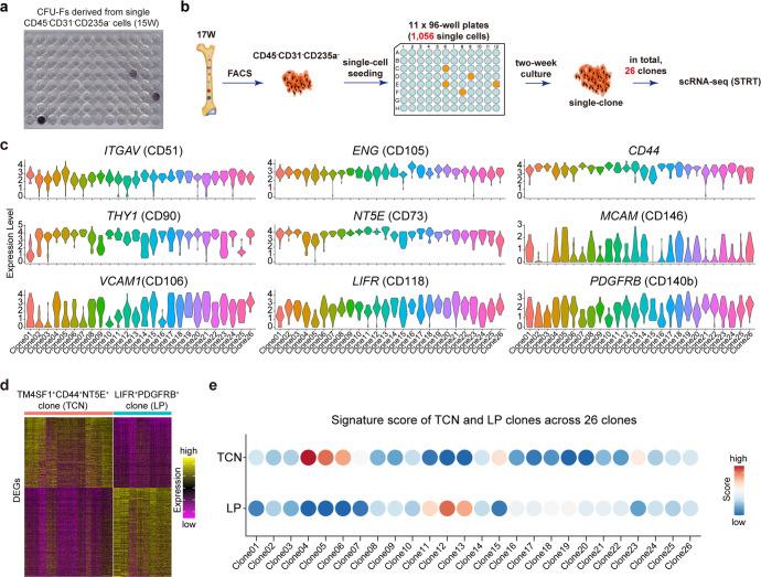 https://cdn.ncbi.nlm.nih.gov/pmc/blobs/543d/10063684/66b31ee302dd/41392_2023_1338_Fig5_HTML.jpg