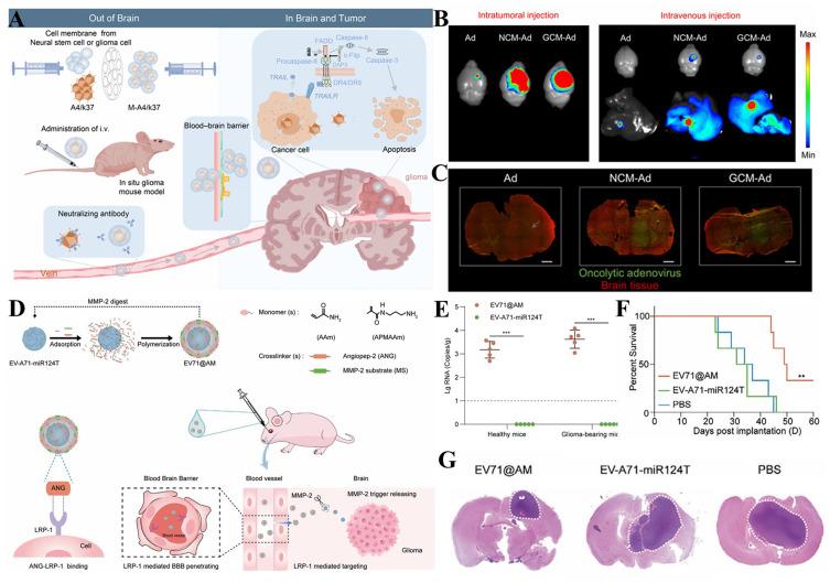 https://cdn.ncbi.nlm.nih.gov/pmc/blobs/543d/12333633/58a7f4a0862e/CMAR-17-1537-g0004.jpg