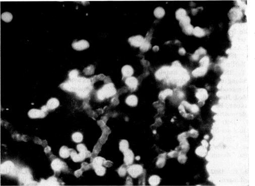 https://cdn.ncbi.nlm.nih.gov/pmc/blobs/543e/441033/eed1c77ed8ad/bactrev00125-0023-a.jpg