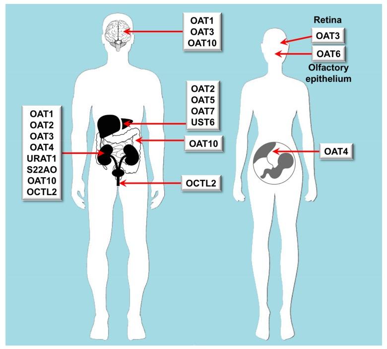 https://cdn.ncbi.nlm.nih.gov/pmc/blobs/543e/6023491/6b35d883b266/jpm-08-00014-g002.jpg