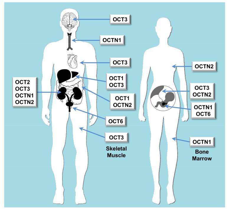 https://cdn.ncbi.nlm.nih.gov/pmc/blobs/543e/6023491/7068d1beab41/jpm-08-00014-g001.jpg