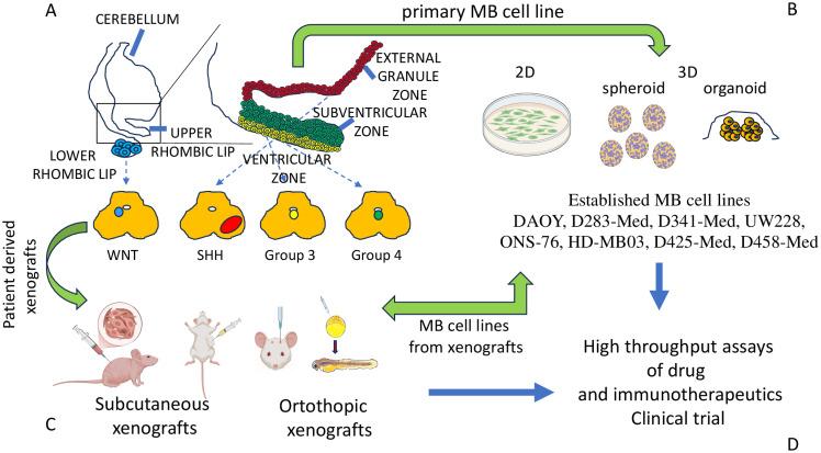 https://cdn.ncbi.nlm.nih.gov/pmc/blobs/543f/12267187/528258569acc/fimmu-16-1602930-g001.jpg