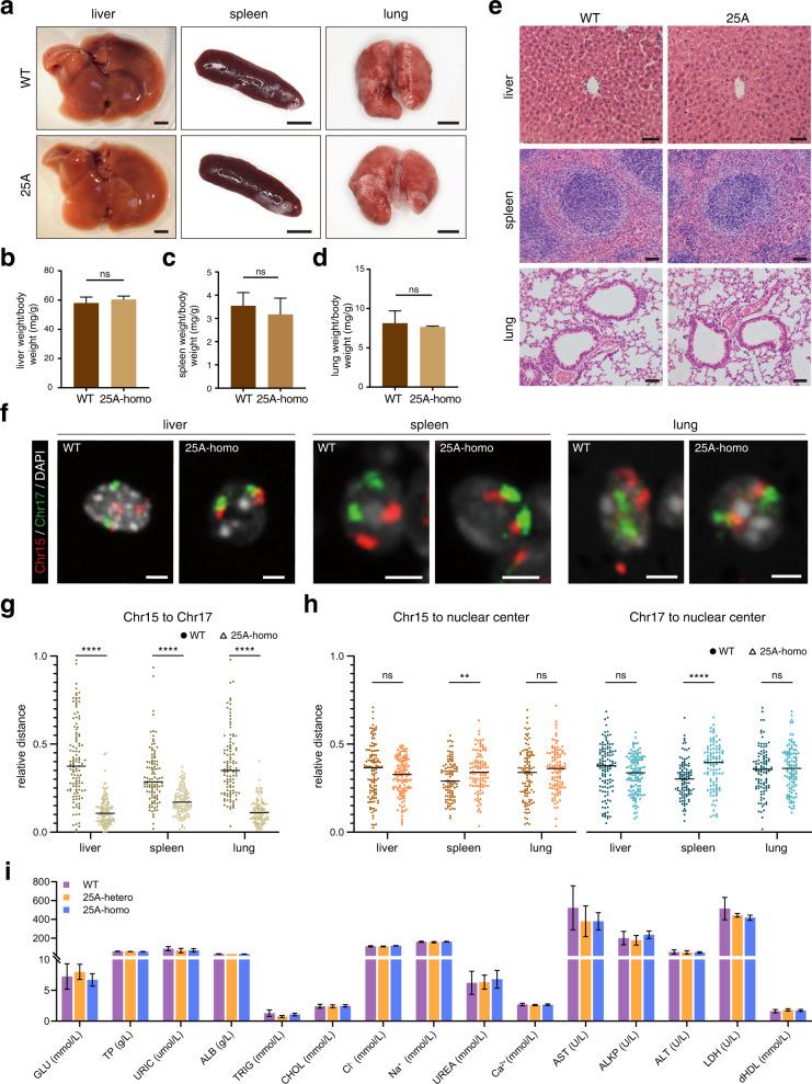 https://cdn.ncbi.nlm.nih.gov/pmc/blobs/5441/9873915/9d494e9b7023/41421_2022_511_Fig5_HTML.jpg