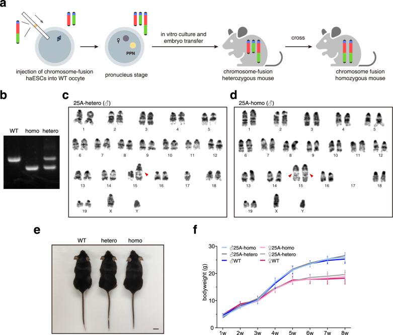 https://cdn.ncbi.nlm.nih.gov/pmc/blobs/5441/9873915/efd01be95529/41421_2022_511_Fig4_HTML.jpg