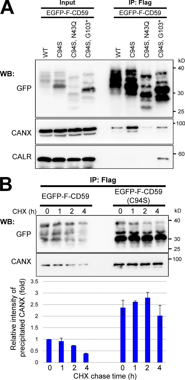 https://cdn.ncbi.nlm.nih.gov/pmc/blobs/5442/5800811/1412de8d633d/JCB_201706135_Fig7.jpg