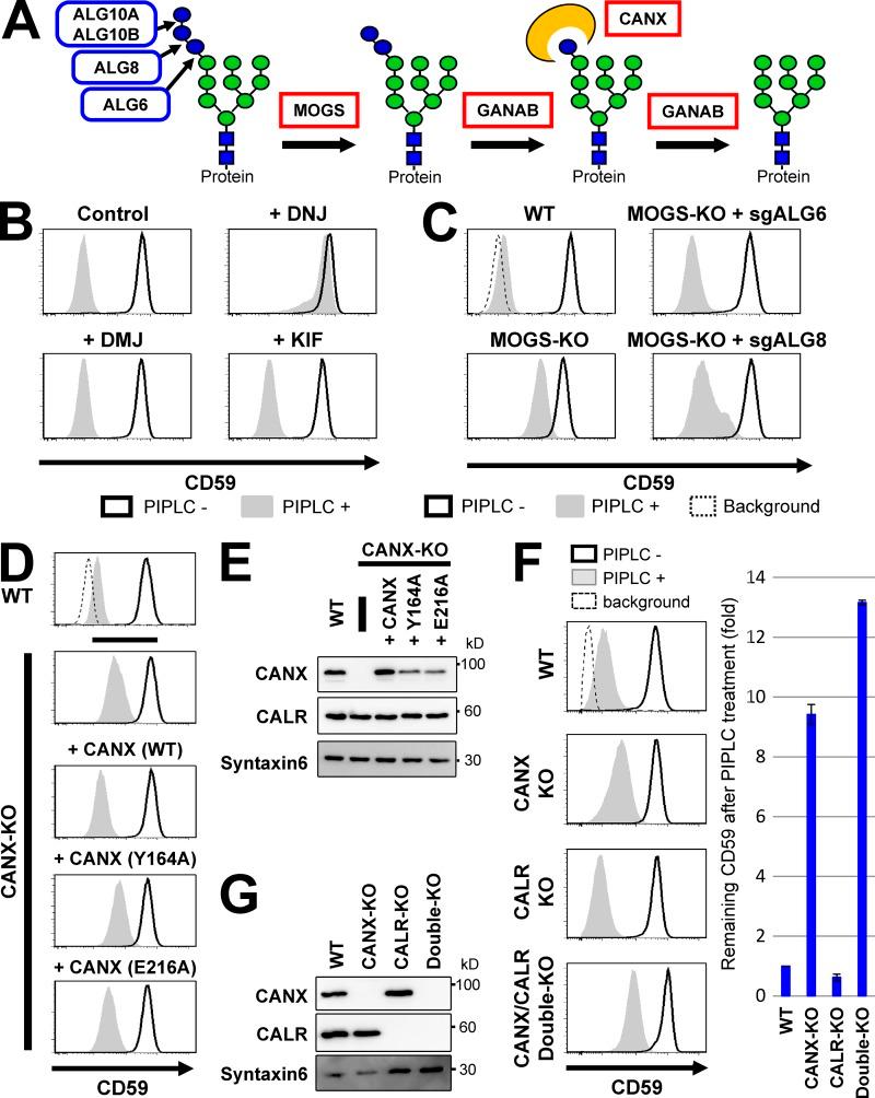 https://cdn.ncbi.nlm.nih.gov/pmc/blobs/5442/5800811/5ca9a9e94979/JCB_201706135_Fig4.jpg