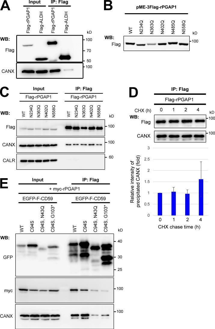 https://cdn.ncbi.nlm.nih.gov/pmc/blobs/5442/5800811/beaf7e572c7e/JCB_201706135_Fig8.jpg