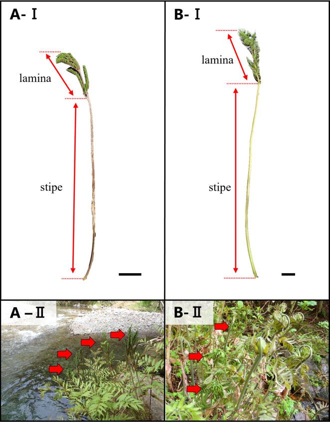 https://cdn.ncbi.nlm.nih.gov/pmc/blobs/5444/12350940/0006e842f674/41598_2025_15715_Fig1_HTML.jpg