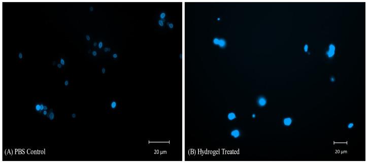 https://cdn.ncbi.nlm.nih.gov/pmc/blobs/5445/12030561/49c08c80b9cd/pharmaceuticals-18-00506-g010.jpg