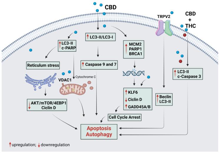 https://cdn.ncbi.nlm.nih.gov/pmc/blobs/5447/11859785/e9991eae5831/plants-14-00585-g004.jpg