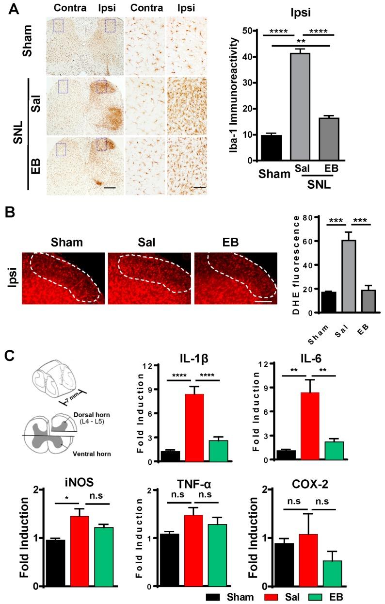 https://cdn.ncbi.nlm.nih.gov/pmc/blobs/5447/6770806/2b57de07eba6/ijms-20-04443-g003.jpg