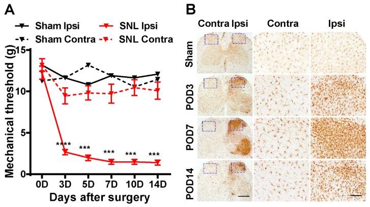 https://cdn.ncbi.nlm.nih.gov/pmc/blobs/5447/6770806/b7714c45a027/ijms-20-04443-g001.jpg