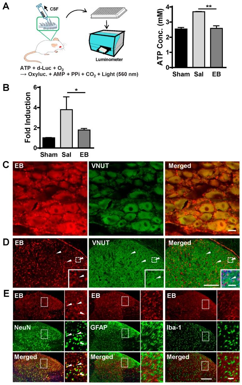 https://cdn.ncbi.nlm.nih.gov/pmc/blobs/5447/6770806/ccb204e07793/ijms-20-04443-g004.jpg