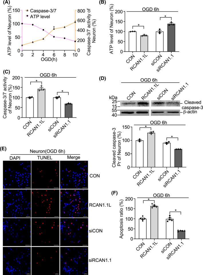 https://cdn.ncbi.nlm.nih.gov/pmc/blobs/5447/9532900/40fee987c835/CNS-28-1814-g009.jpg