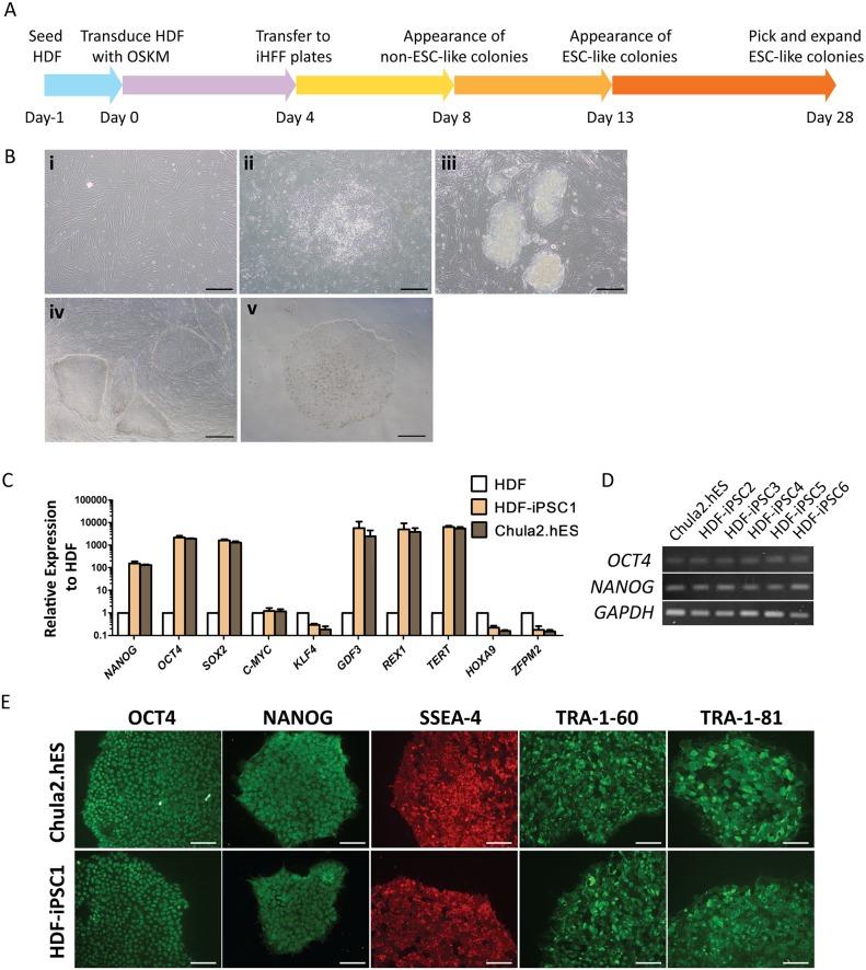 https://cdn.ncbi.nlm.nih.gov/pmc/blobs/5449/4160199/071854371b8b/pone.0106952.g001.jpg