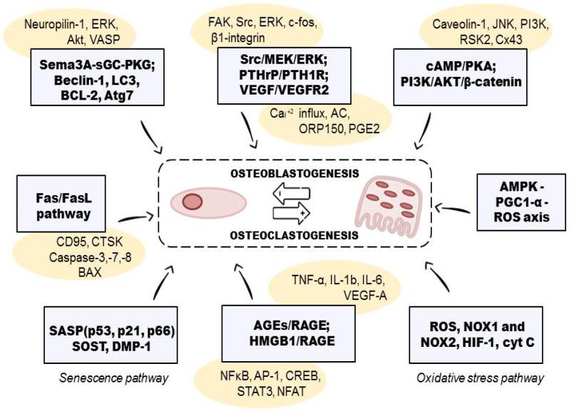https://cdn.ncbi.nlm.nih.gov/pmc/blobs/544e/9368769/59e768ac6bff/ijms-23-08468-g002.jpg
