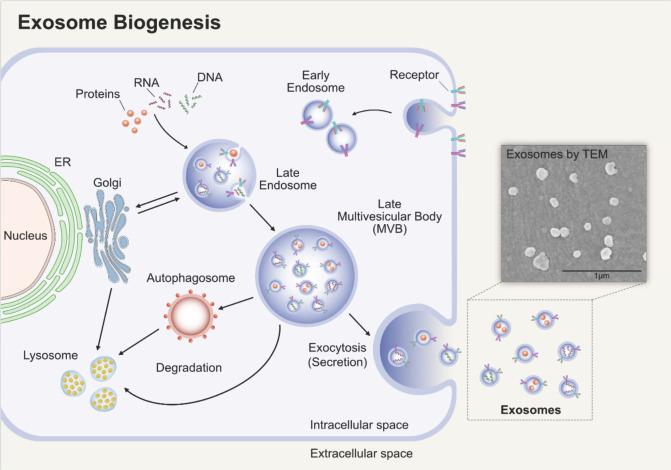 https://cdn.ncbi.nlm.nih.gov/pmc/blobs/5450/7738892/3ed7441894b1/thnov11p1046g001.jpg