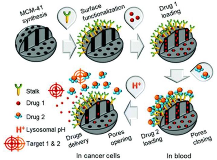 https://cdn.ncbi.nlm.nih.gov/pmc/blobs/5457/8227511/2580b889c293/pharmaceutics-13-00853-g002.jpg