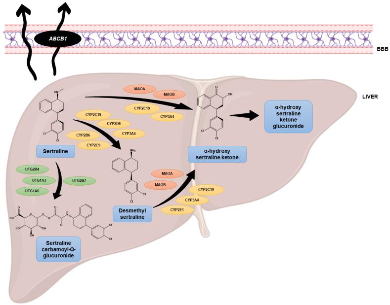 https://cdn.ncbi.nlm.nih.gov/pmc/blobs/545c/9599050/565f8a784215/biomolecules-12-01513-g002.jpg