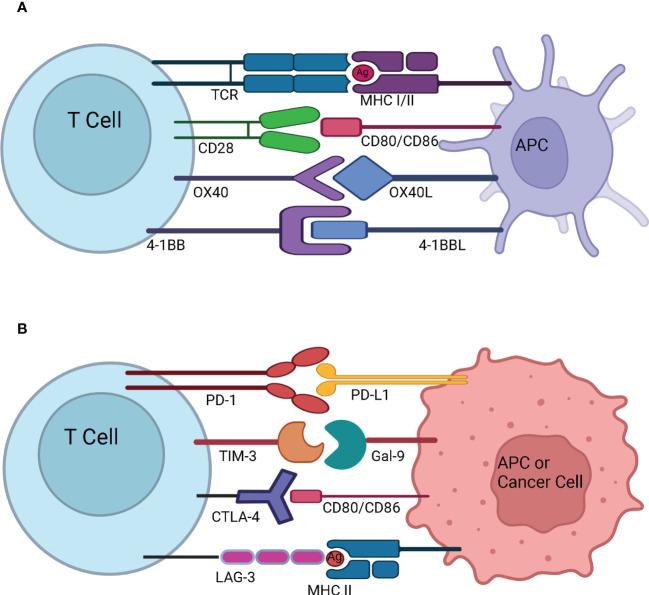 https://cdn.ncbi.nlm.nih.gov/pmc/blobs/545e/10248525/73b83ff584d4/fimmu-14-1190379-g003.jpg