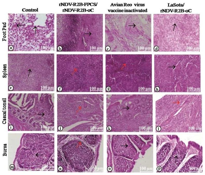 https://cdn.ncbi.nlm.nih.gov/pmc/blobs/5461/6789743/c5689d03aab0/pathogens-08-00145-g010.jpg
