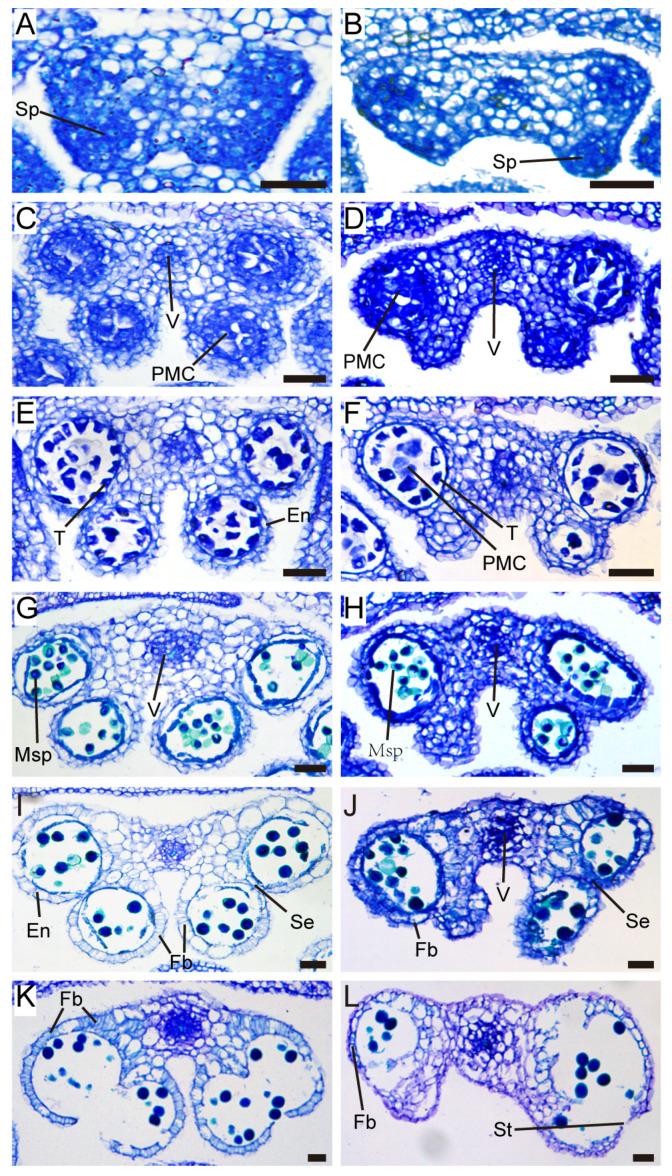 https://cdn.ncbi.nlm.nih.gov/pmc/blobs/5462/11899387/897c3ff2c3eb/ijms-26-01813-g003.jpg
