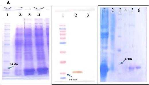https://cdn.ncbi.nlm.nih.gov/pmc/blobs/5462/6000211/2885f658aa4a/IJBMS-21-517-g001.jpg