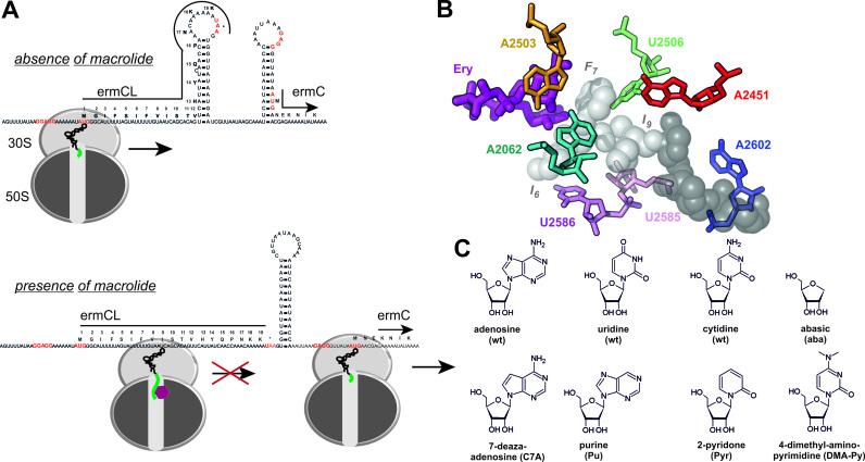 https://cdn.ncbi.nlm.nih.gov/pmc/blobs/5467/5499644/34f7db2f74b8/gkx195fig1.jpg