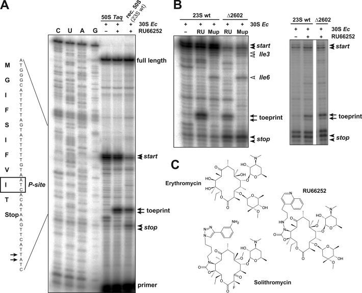 https://cdn.ncbi.nlm.nih.gov/pmc/blobs/5467/5499644/786e41da000b/gkx195fig2.jpg