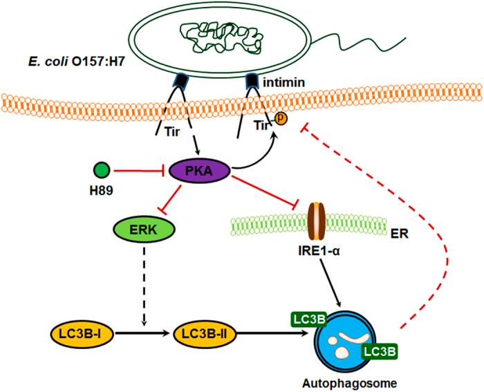 https://cdn.ncbi.nlm.nih.gov/pmc/blobs/5467/5624281/a1ac6e47541c/cddiscovery201755-f9.jpg